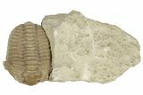 Silurian Trilobite (Diacalymene) Fossil - Oklahoma #197988-2